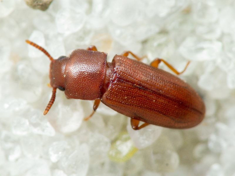 Palorus depressus (Fabricius, 1790)